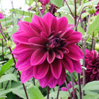 Dahlie Thomas A. Edison