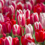 Mixture Tulipa The Delights