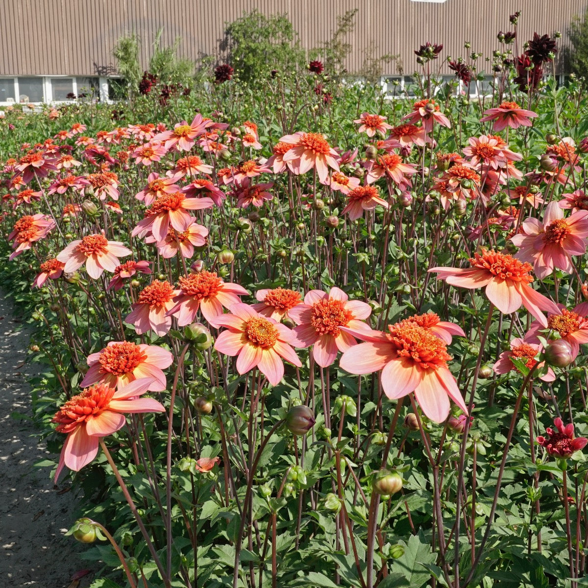 Dahlie Totally Tangerine