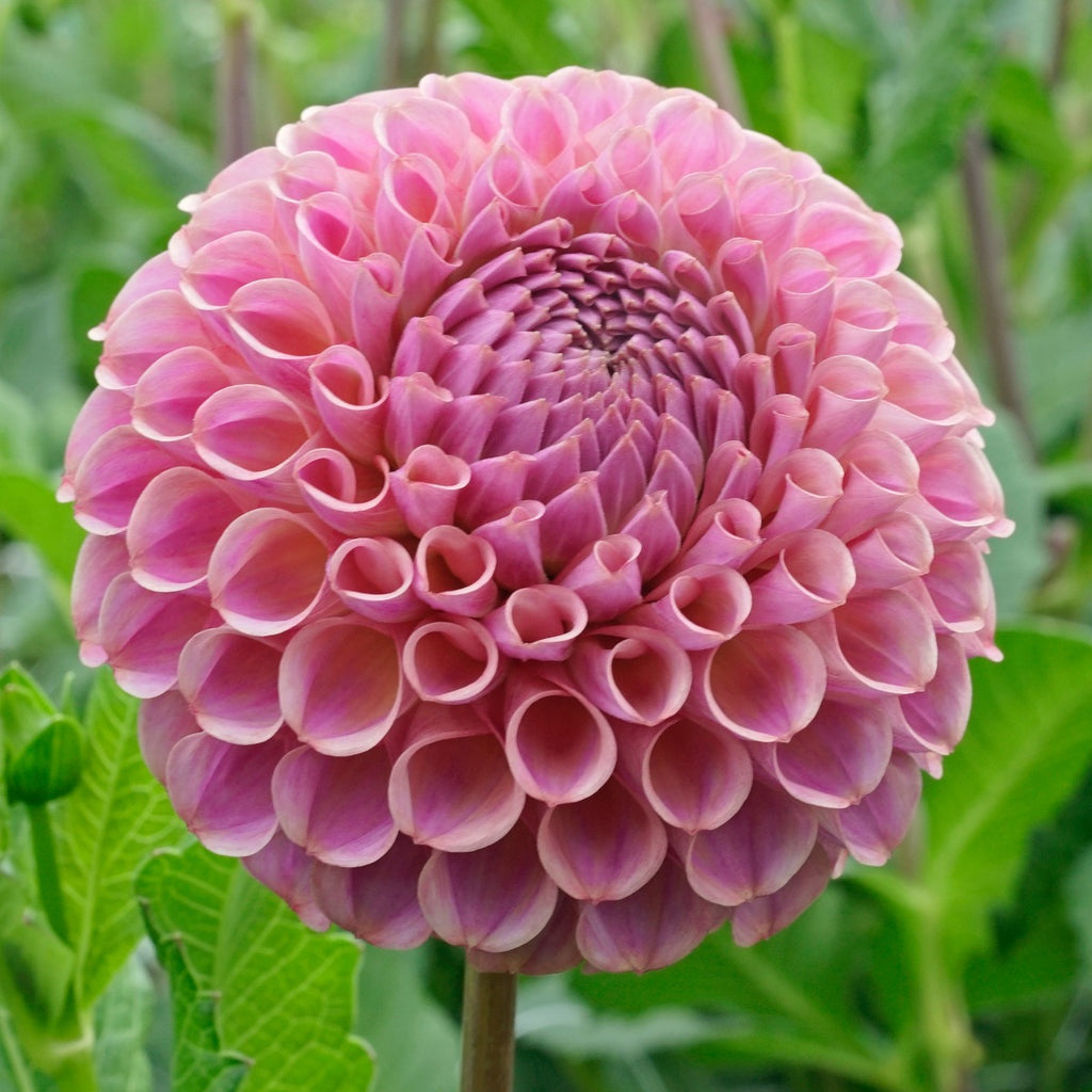 Dahlie Caitlin's Joy