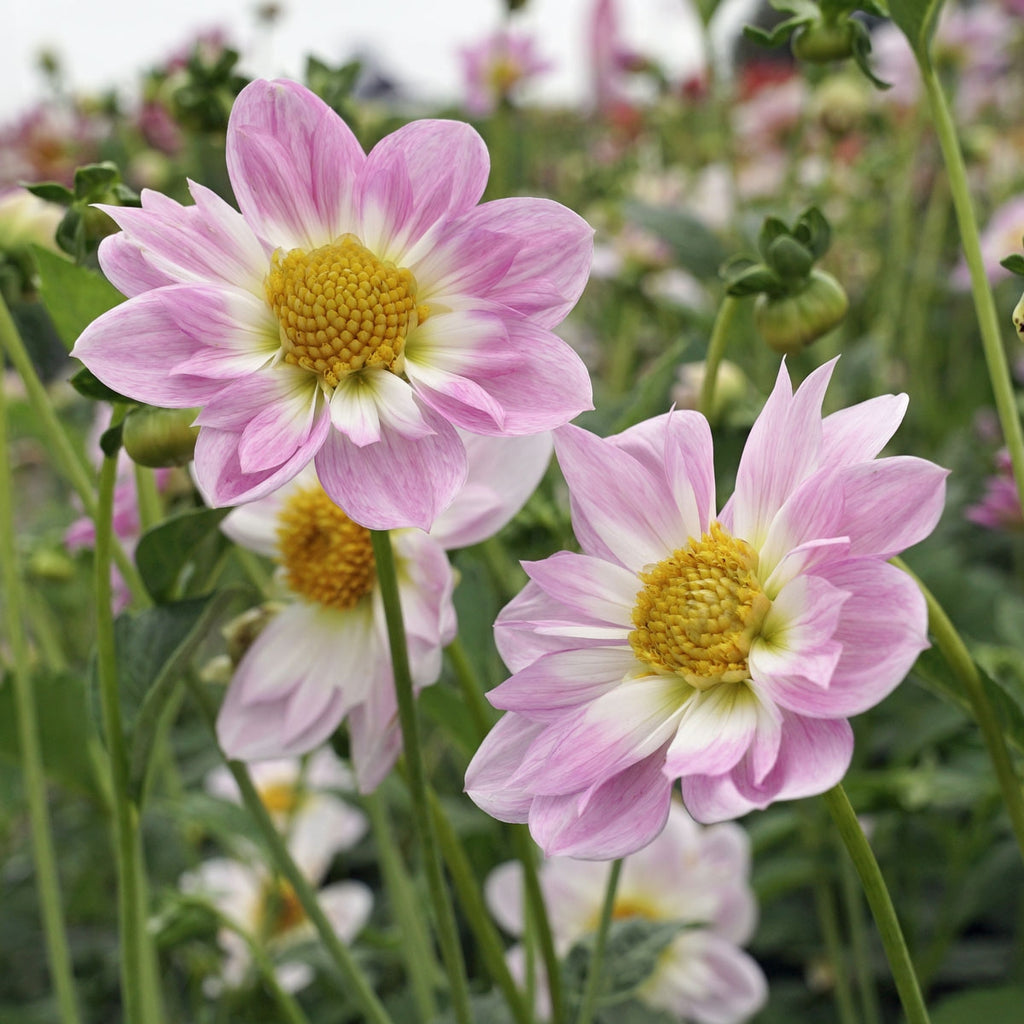 Dahlie Teesbrook Audrey