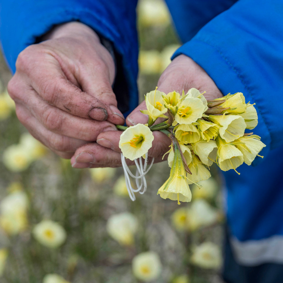 Bulbocodium Mary Poppins