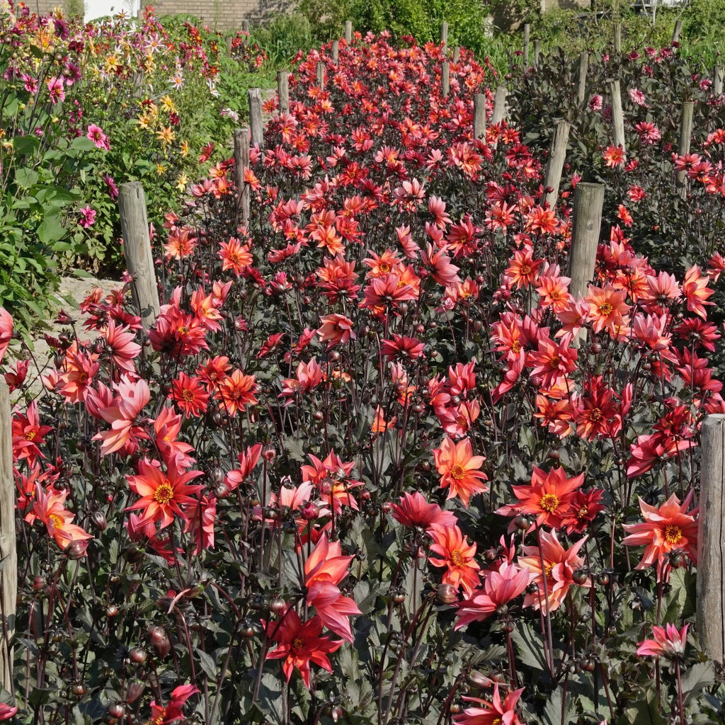 Dahlie Waltzing Mathilda