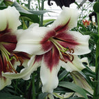 Lilium Zeba