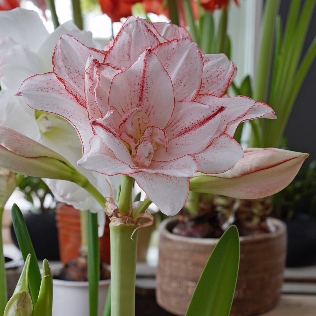 Amaryllis Striped Amadeus