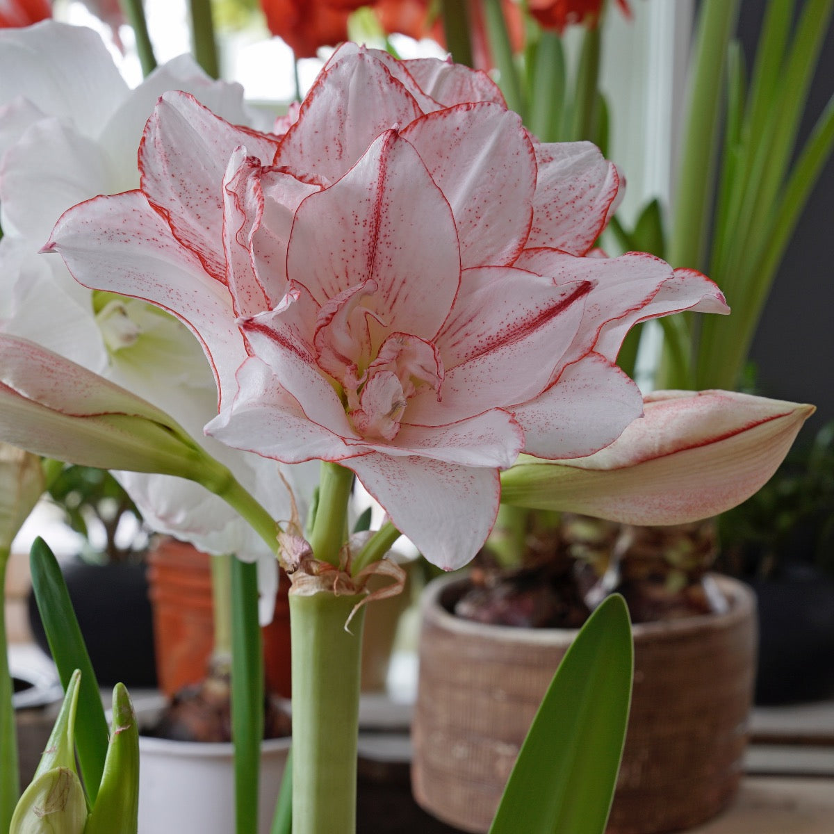 Amaryllis Striped Amadeus