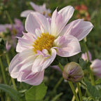 Dahlie Teesbrook Audrey