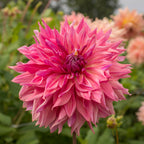 Dahlia Penhill Dark Monarch