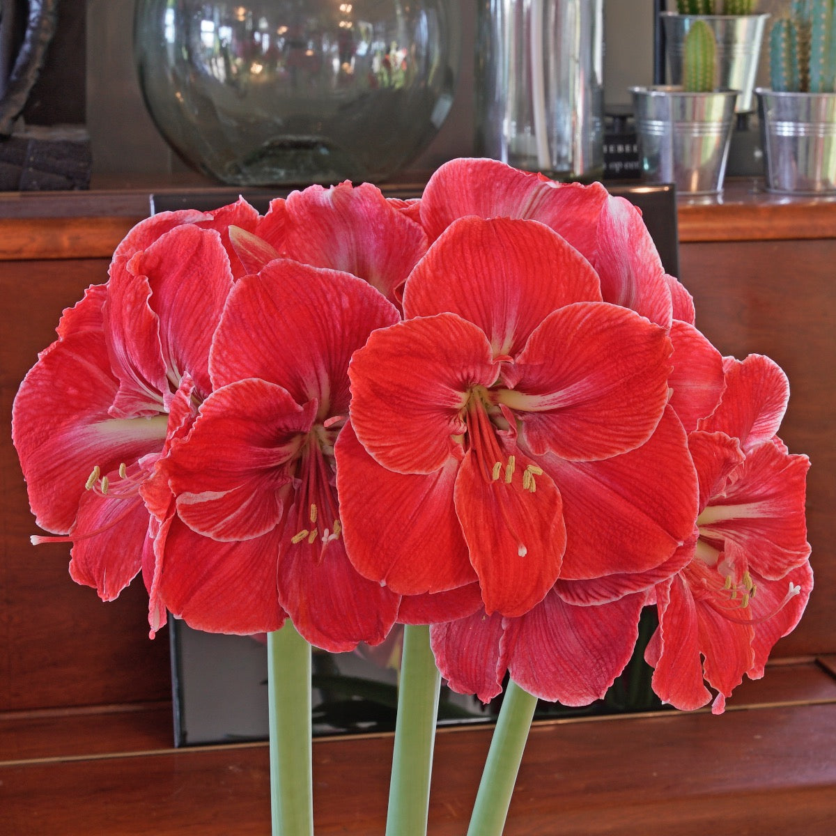 Amaryllis Magical Touch