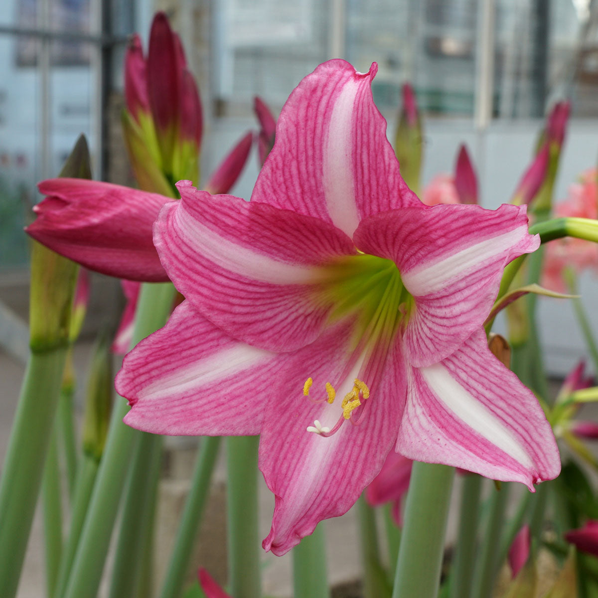Amaryllis Estella