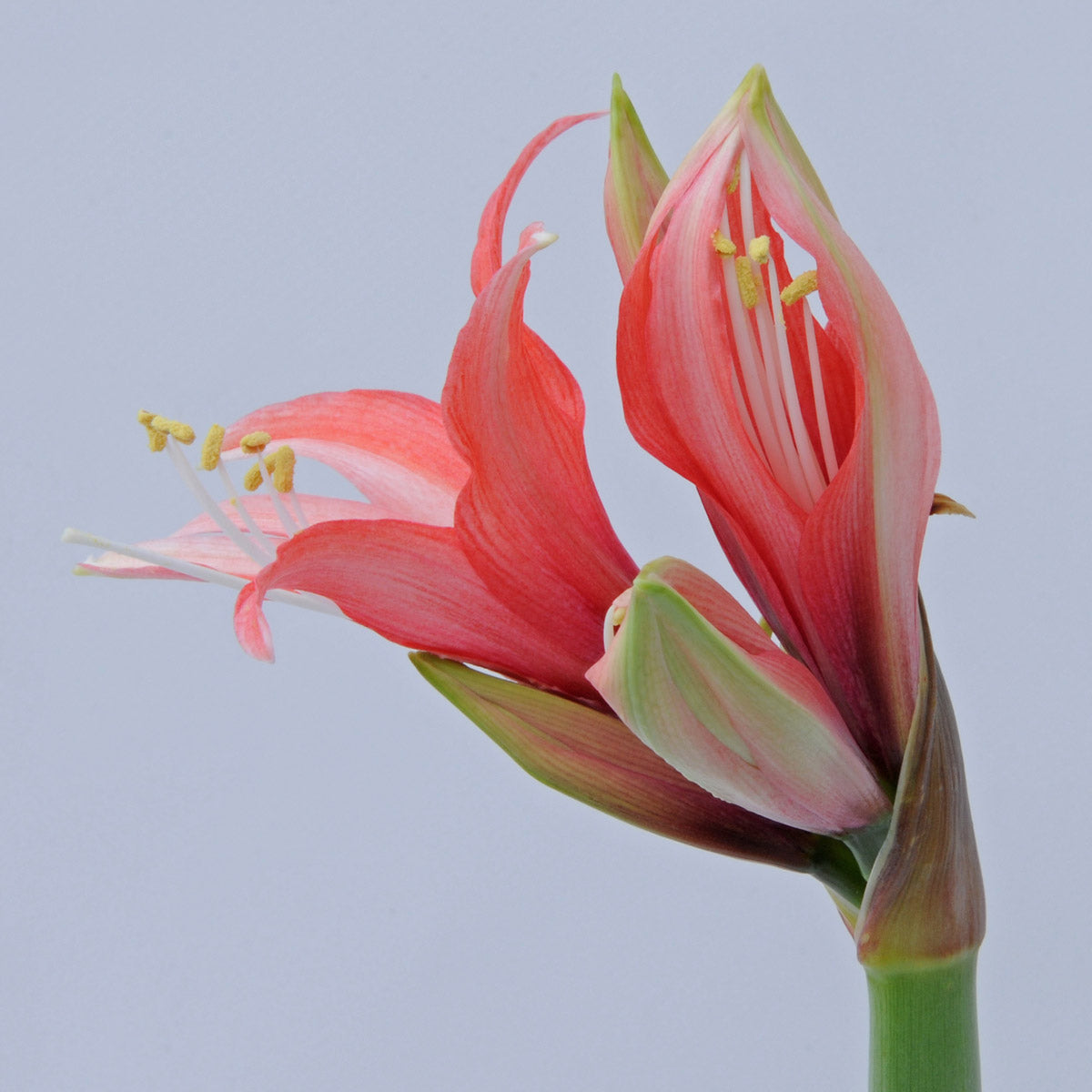 Amaryllis Rosado