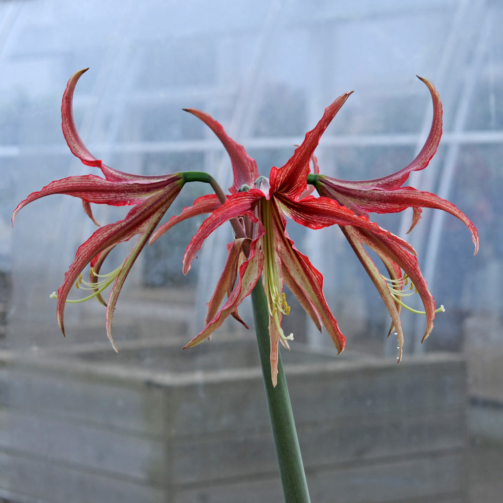 Amaryllis La Paz