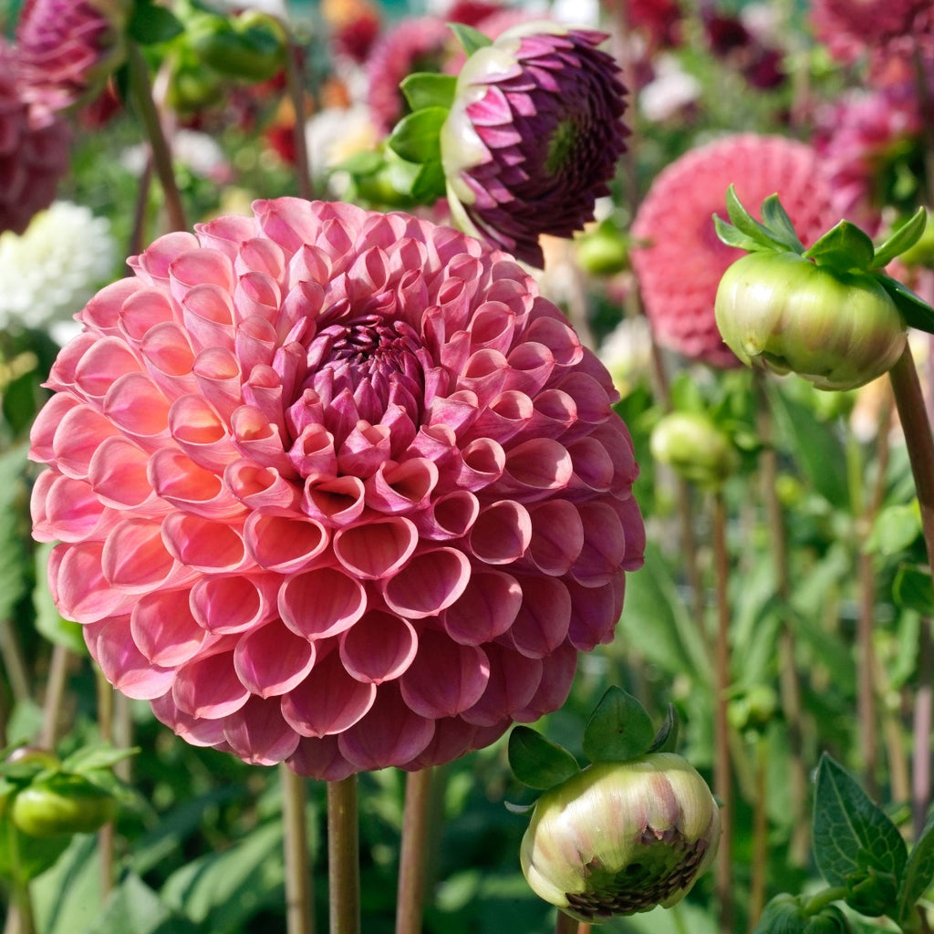 Dahlie Caitlin's Joy