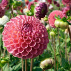 Dahlie Caitlin's Joy