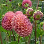 Dahlie Caitlin's Joy