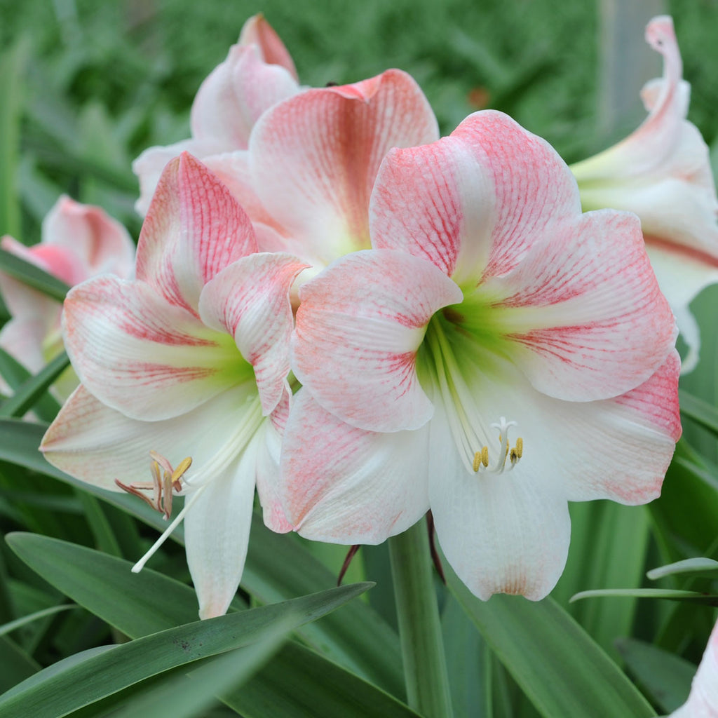 Amaryllis Apple Blossom