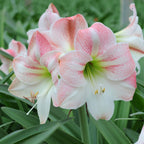 Amaryllis Apple Blossom