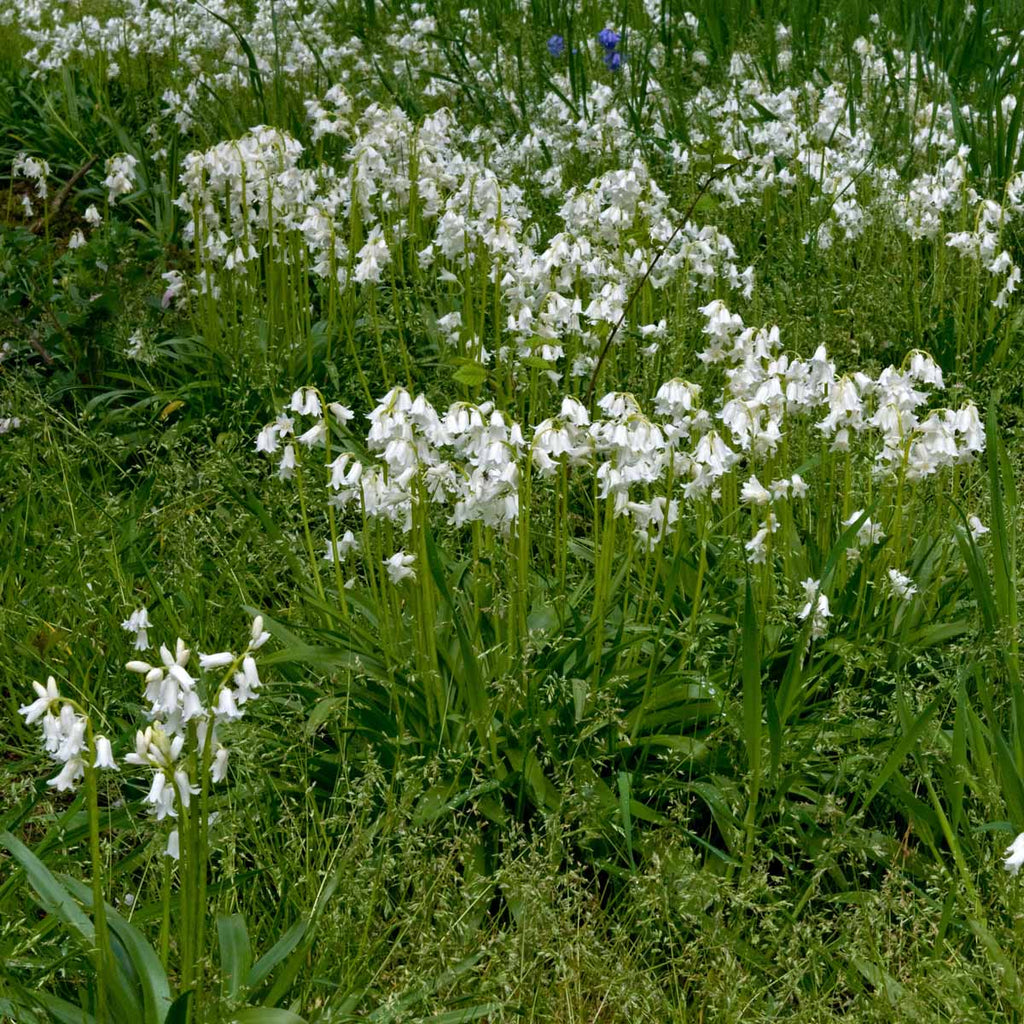 Hyacinthoides hispanica White City