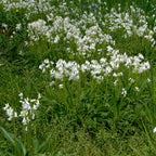 Hyacinthoides hispanica White City