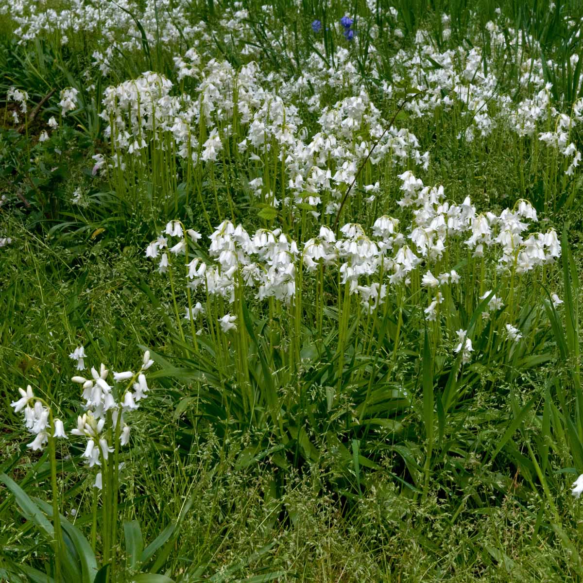 Hyacinthoides hispanica White City