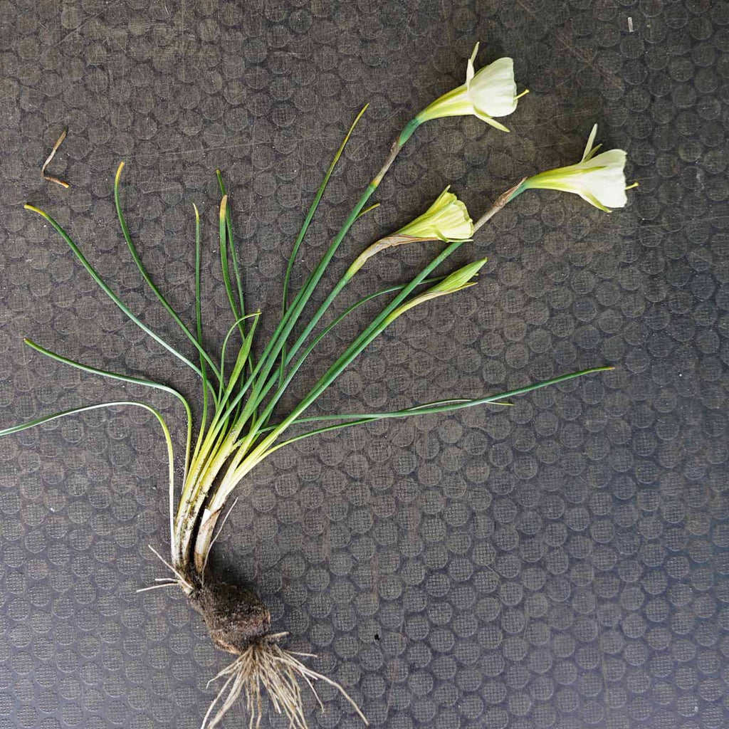 Bulbocodium Mary Poppins