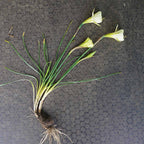 Bulbocodium Mary Poppins