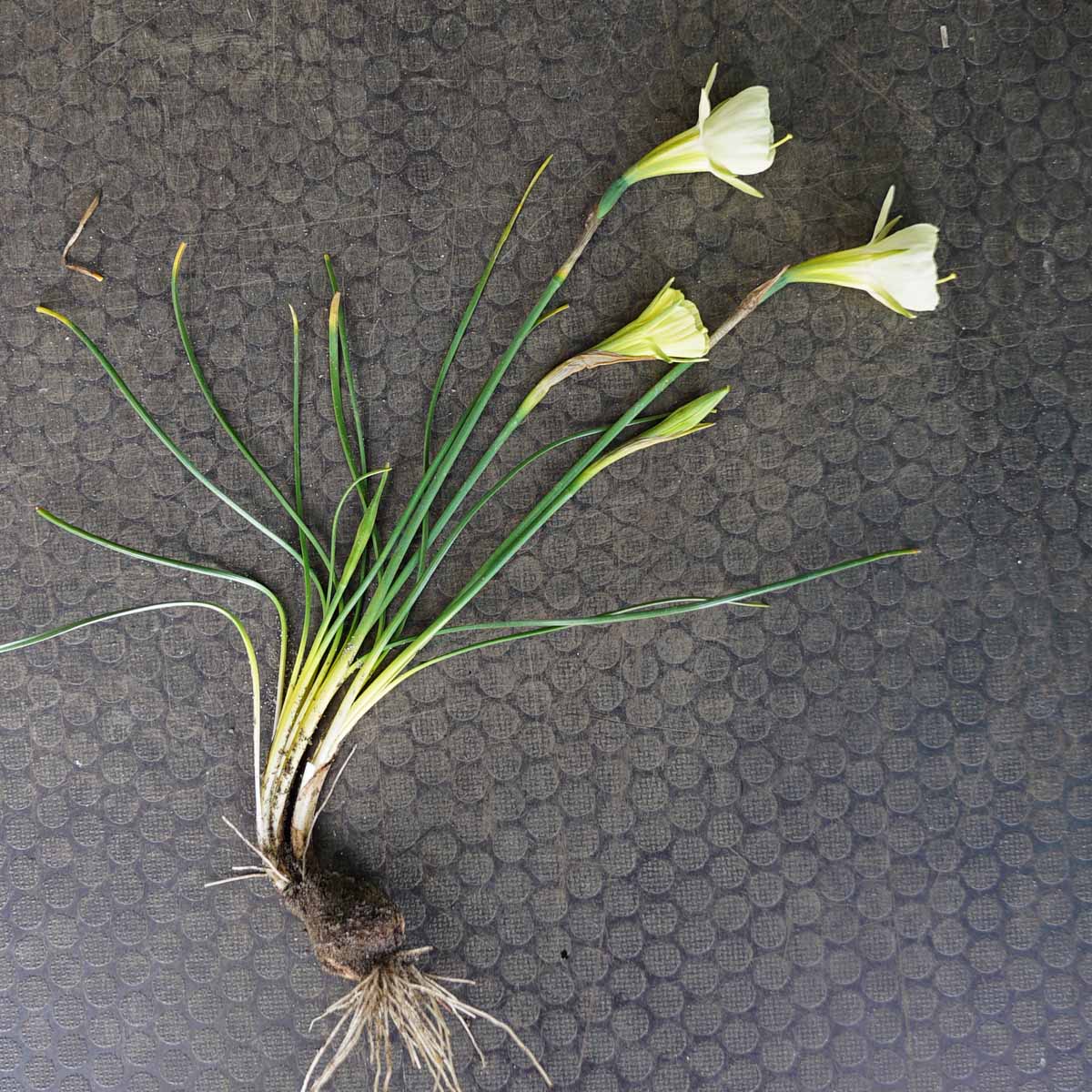 Bulbocodium Mary Poppins