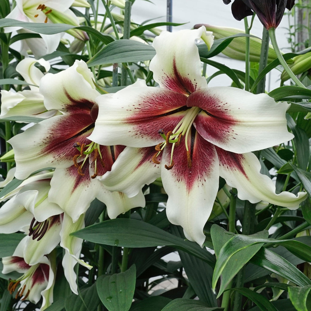 Lilium Zeba