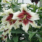 Lilium Zeba
