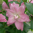 Lilium Roselily Editha
