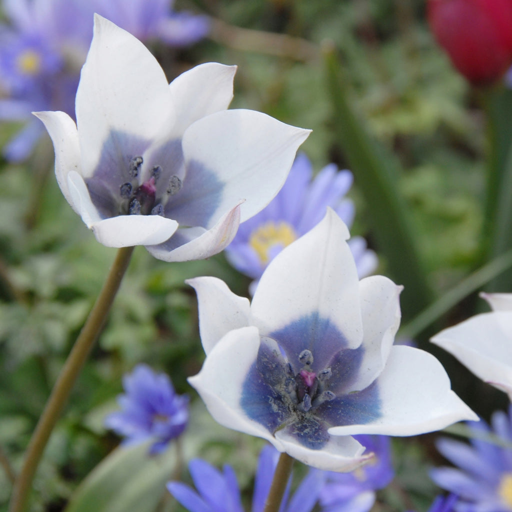 Tulipa humilis Alba Coerulea Oculata