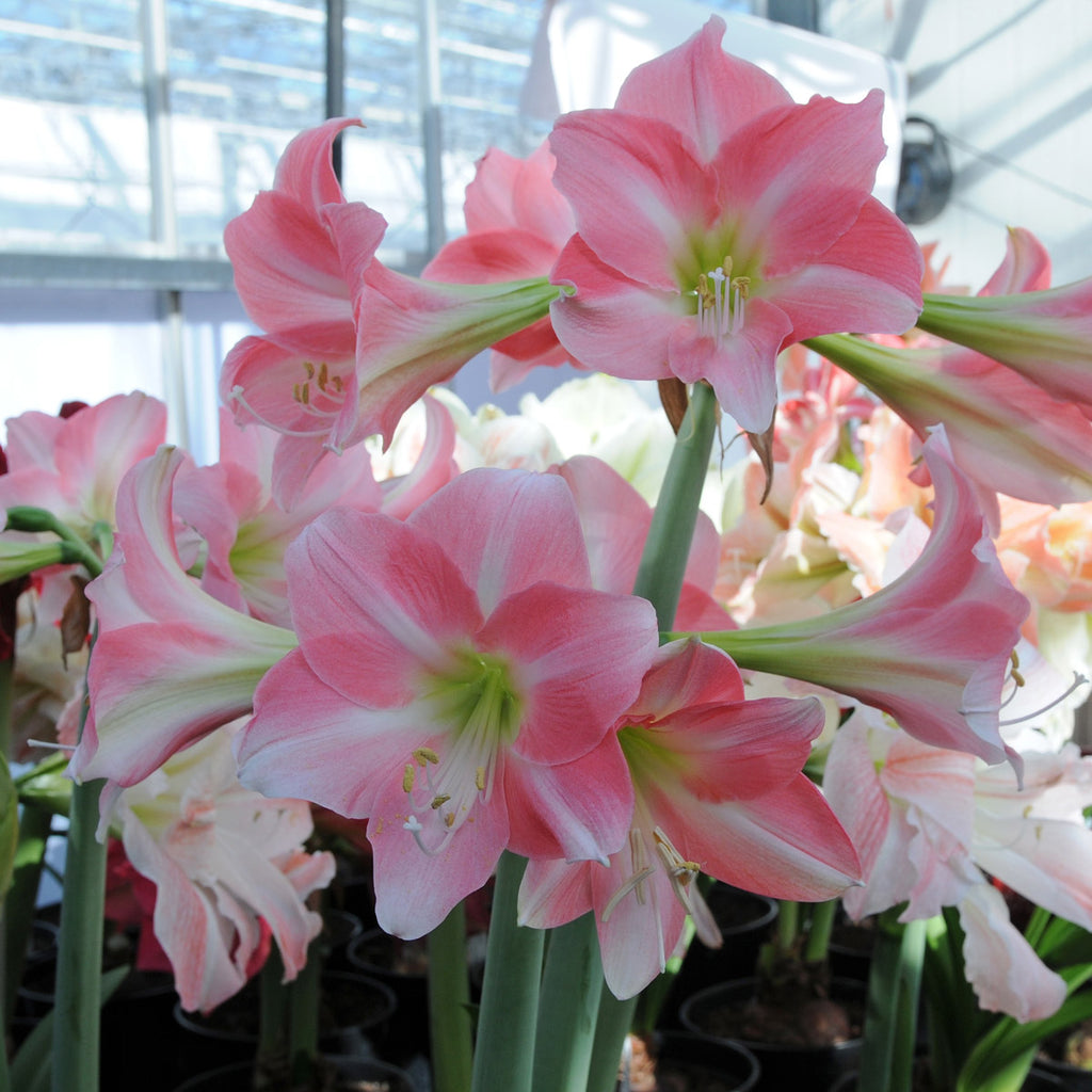 Amaryllis Rebecca