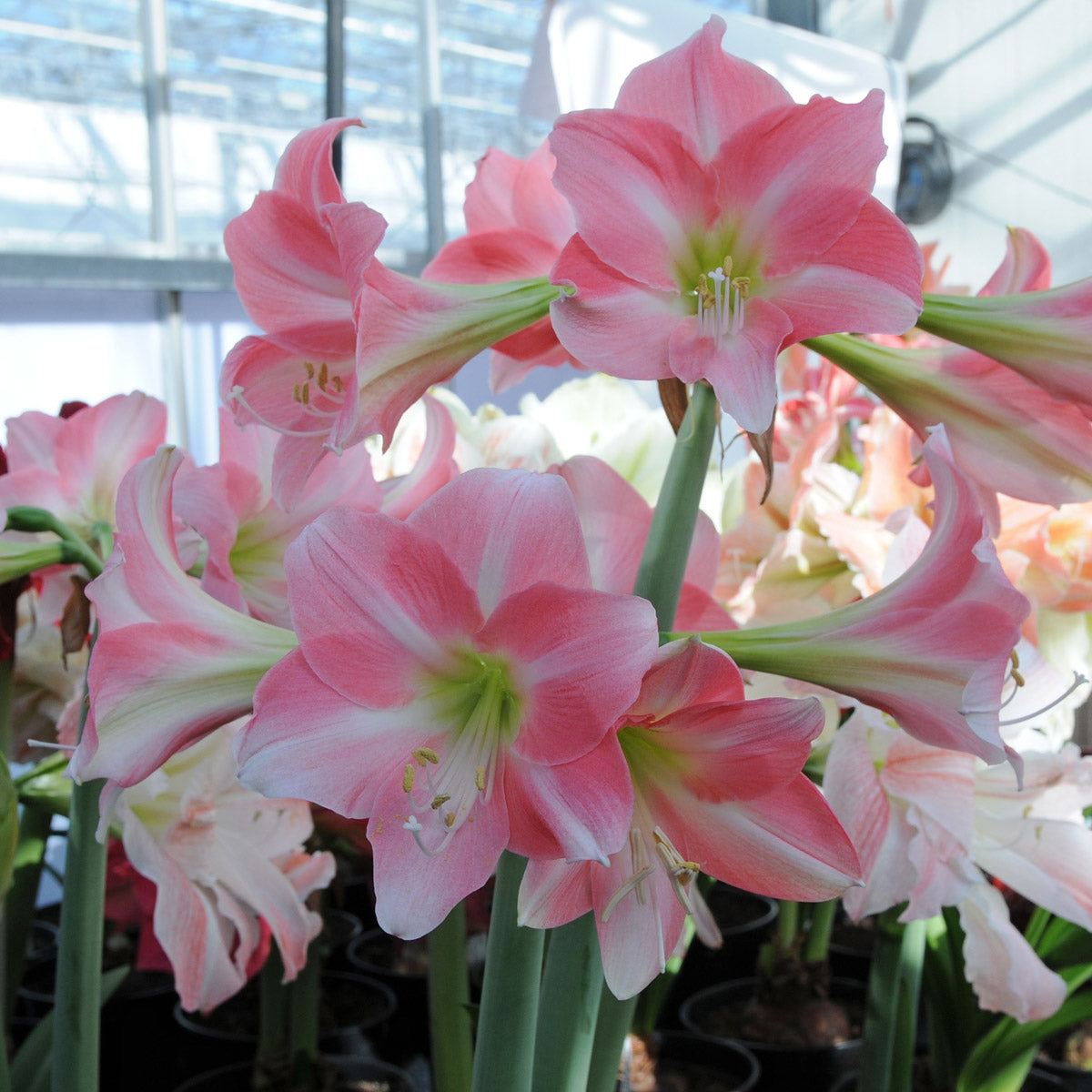 Amaryllis Rebecca