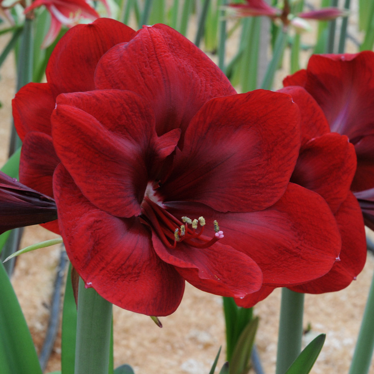 Amaryllis Premiere