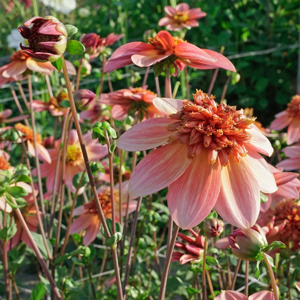 Dahlie Totally Tangerine