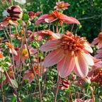 Dahlie Totally Tangerine