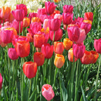 French Blend Rose™