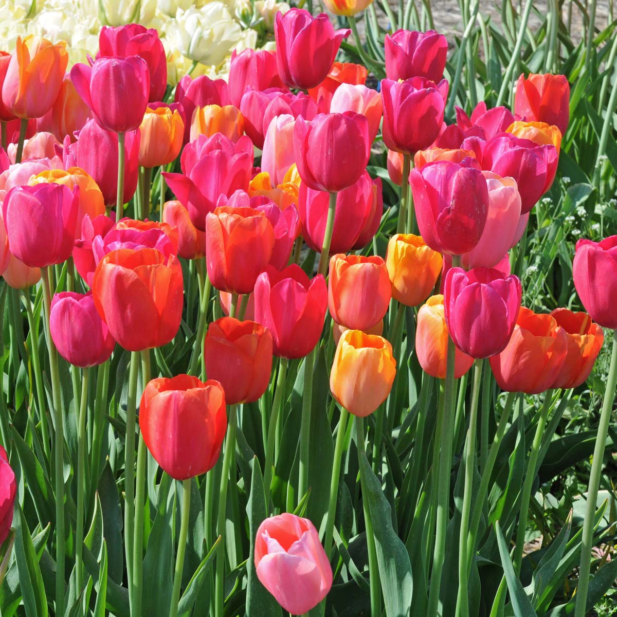 French Blend Rose™