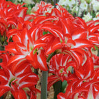 Amaryllis Splash
