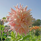 Dahlie Penhill Watermelon