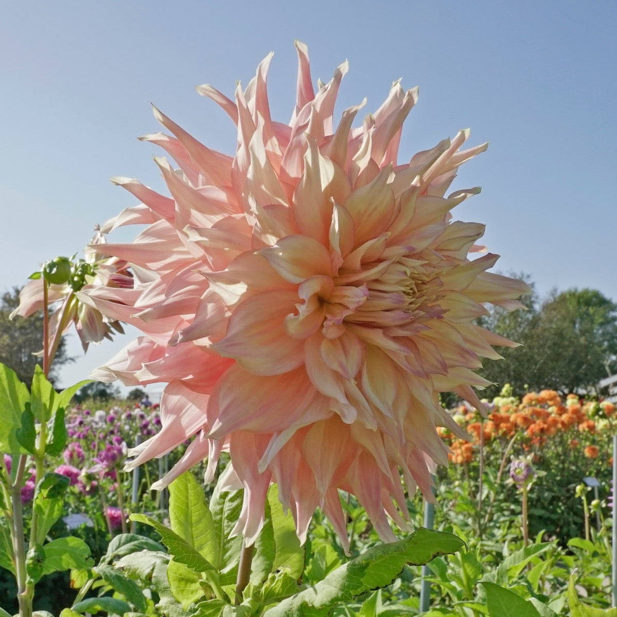 Dahlie Penhill Watermelon