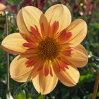 Dahlie Kelsey Annie Joy