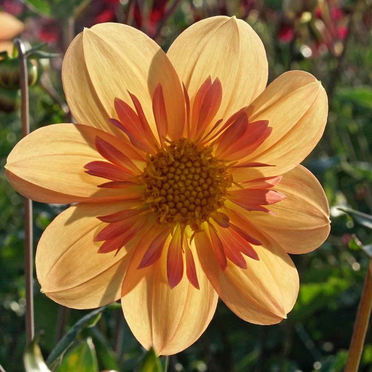 Dahlie Kelsey Annie Joy