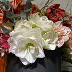 Amaryllis White Amadeus