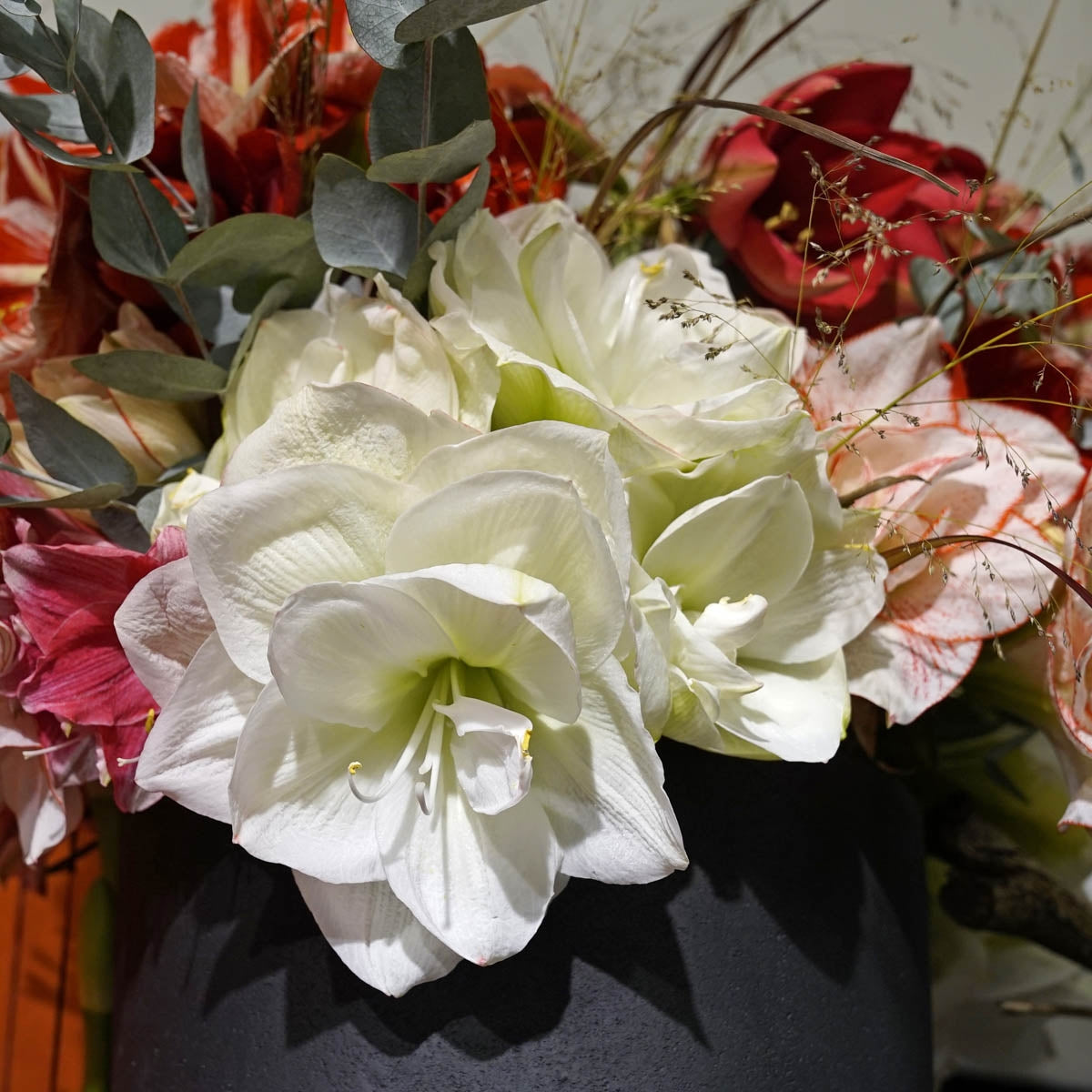 Amaryllis White Amadeus