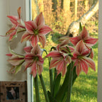 Amaryllis Exotic Star