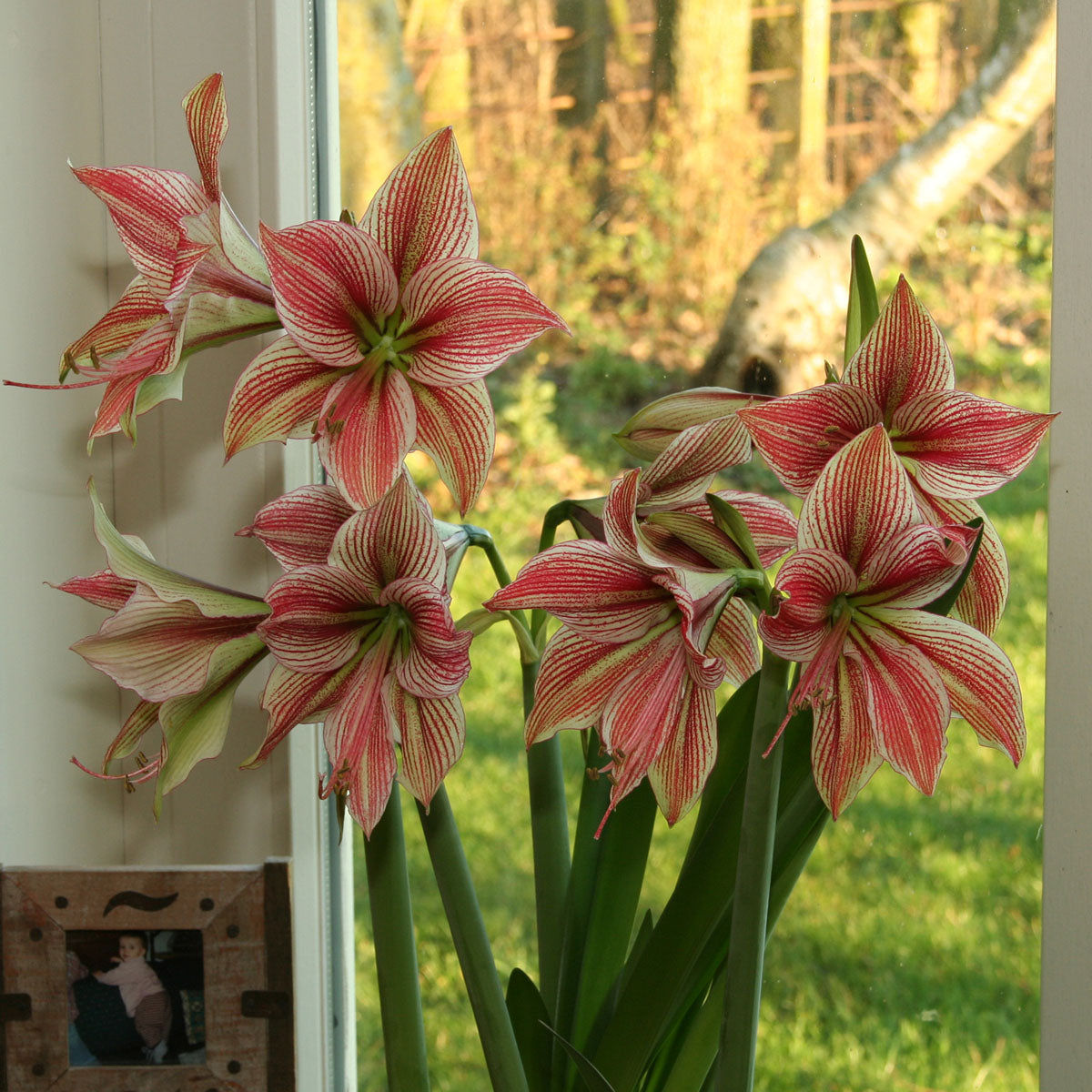 Amaryllis Exotic Star