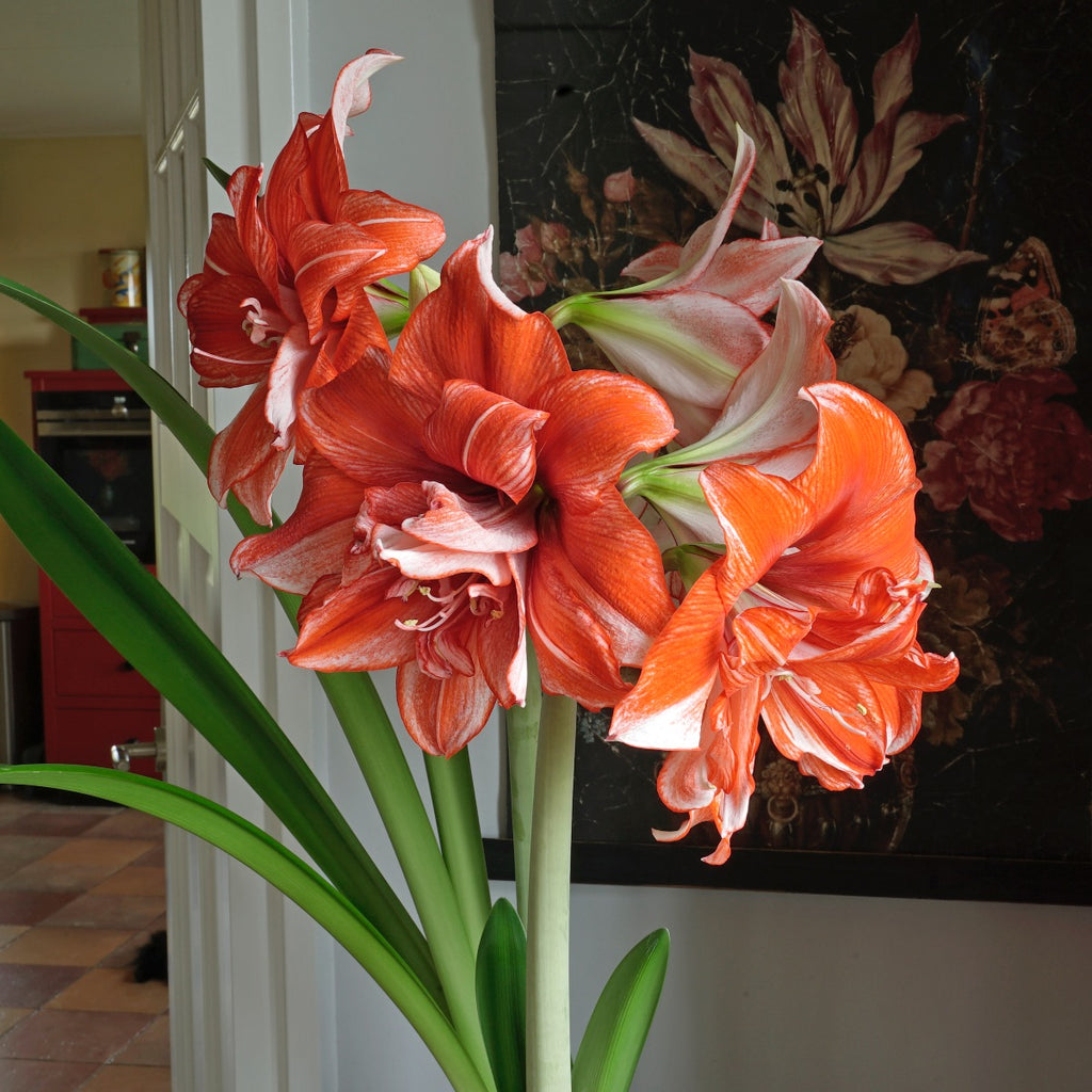 Amaryllis Amadeus Flamed