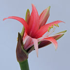 Amaryllis Rosado