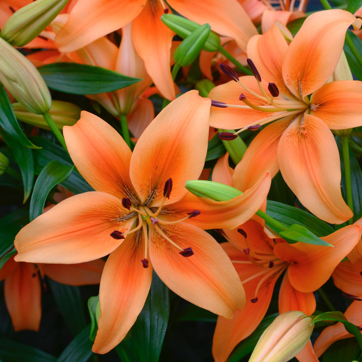 Lilium Sunset Boulevard (OAO)